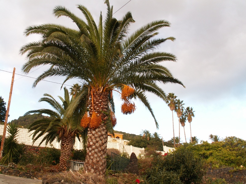 La Palma-035