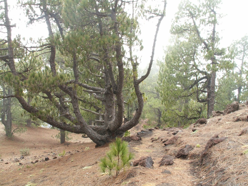 La Palma-099