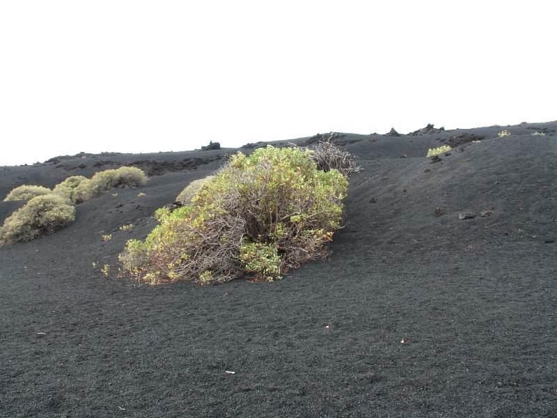 La Palma-200